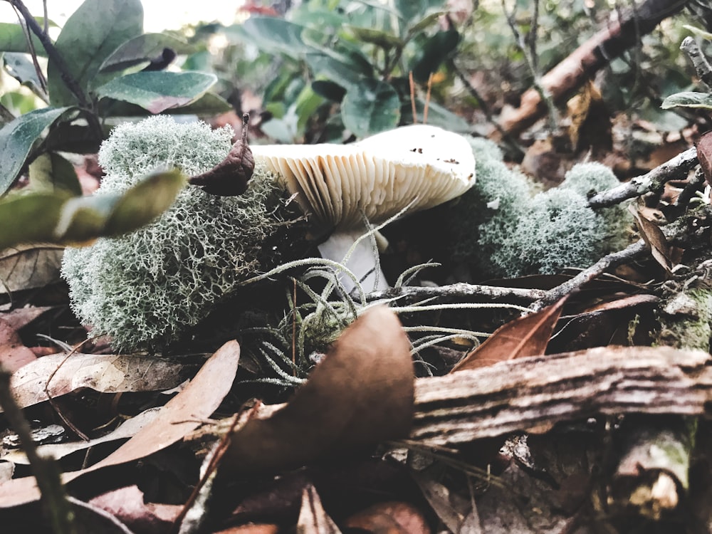 un fungo con muschio che cresce su di esso nel bosco
