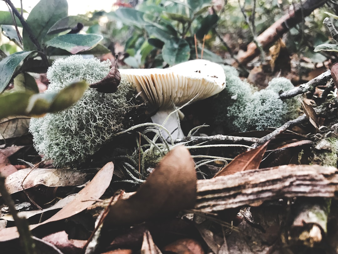 a mushroom with moss growing on it in the woods, Forest mushroom