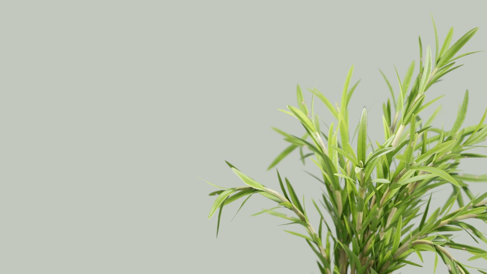 a close up of a plant on a gray background