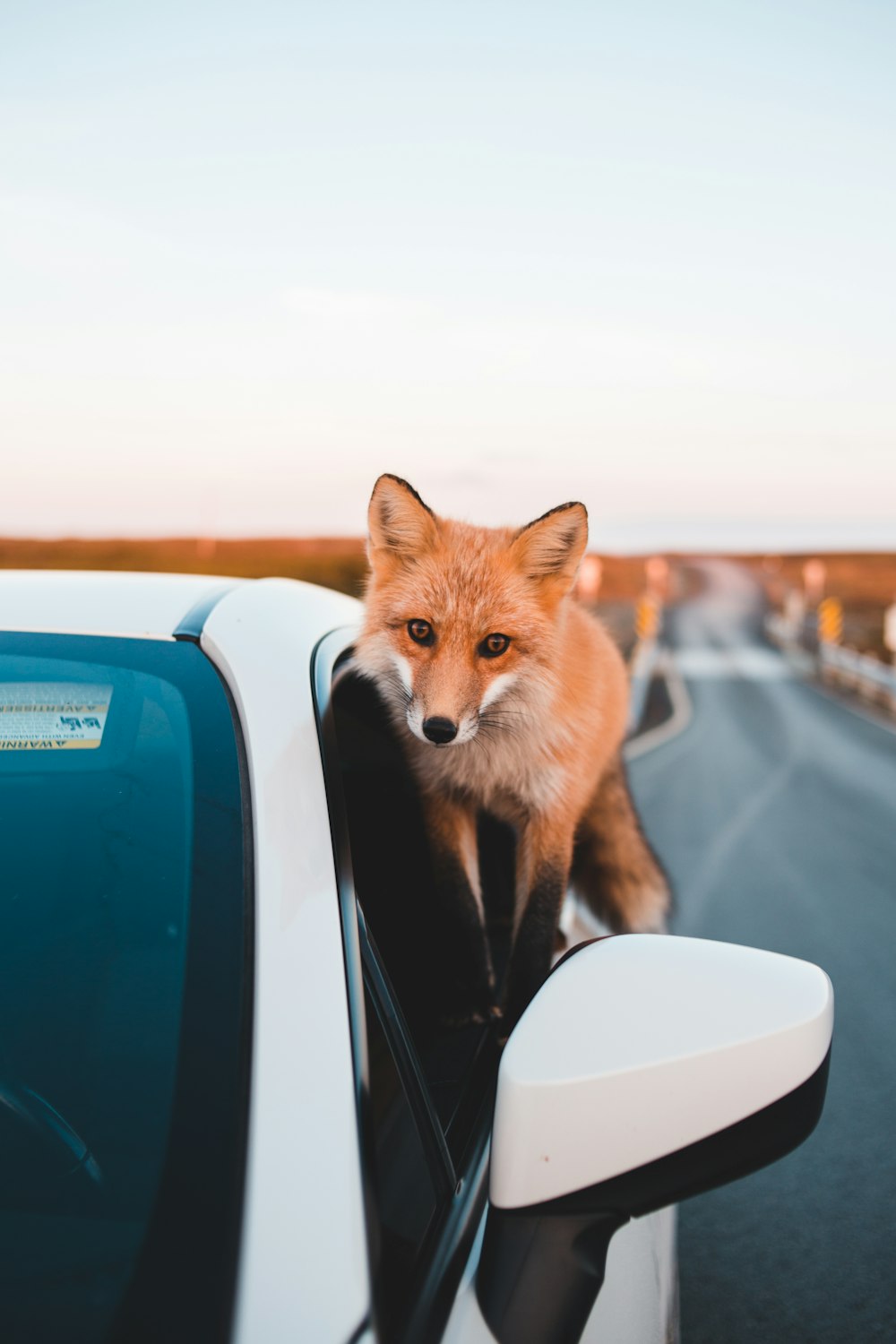 Un zorro sentado al costado de la ventanilla de un coche