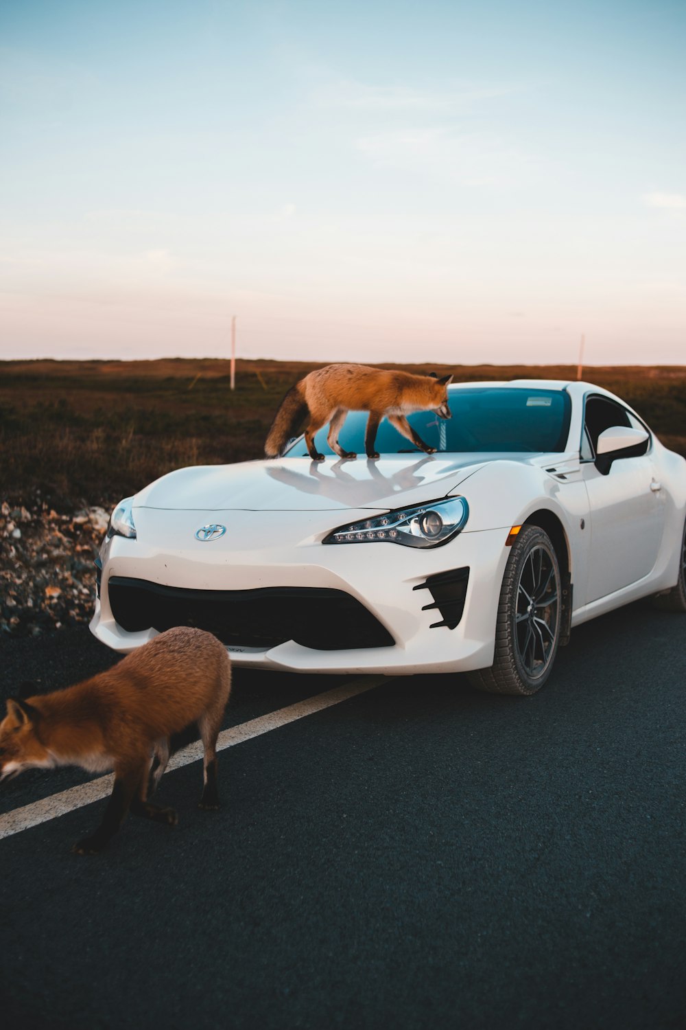 a couple of animals that are standing on the hood of a car