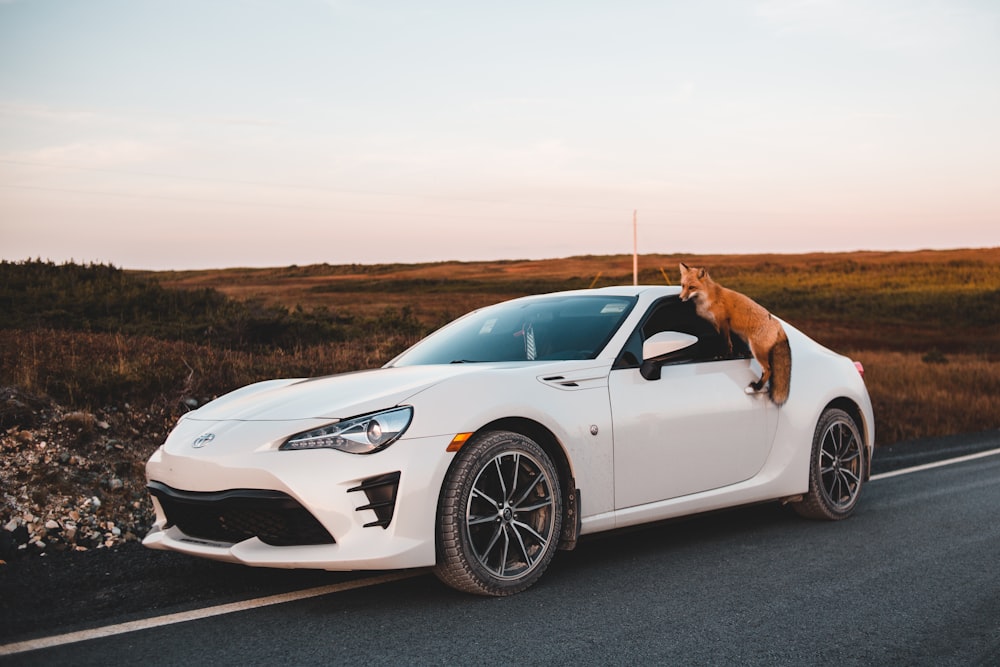 a dog sitting on the hood of a white sports car