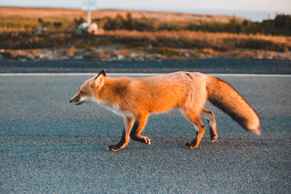 a red fox is walking across the street