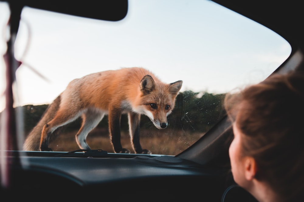 a fox walking across the windshield of a car