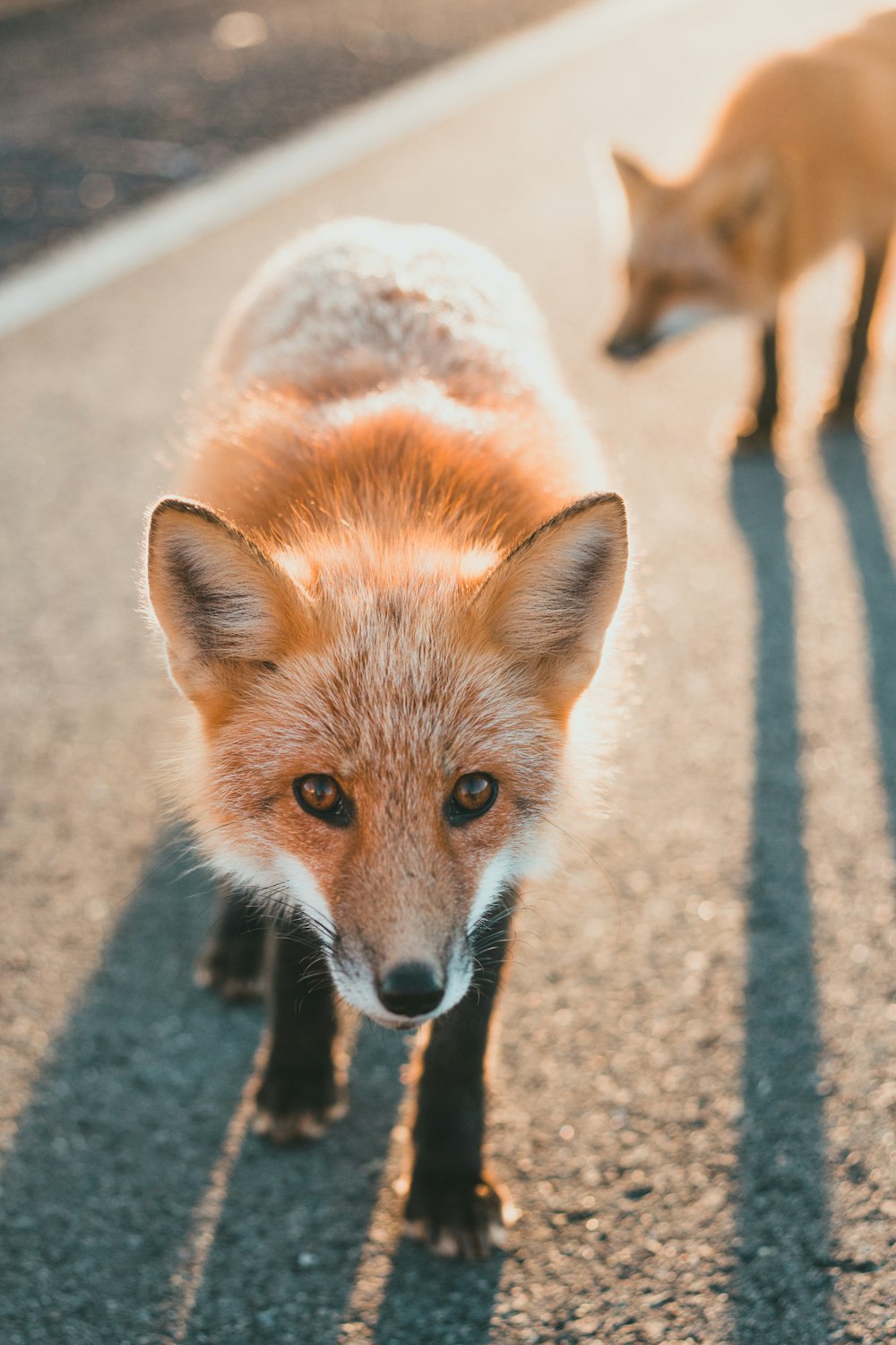 a fox and a fox are standing in the street