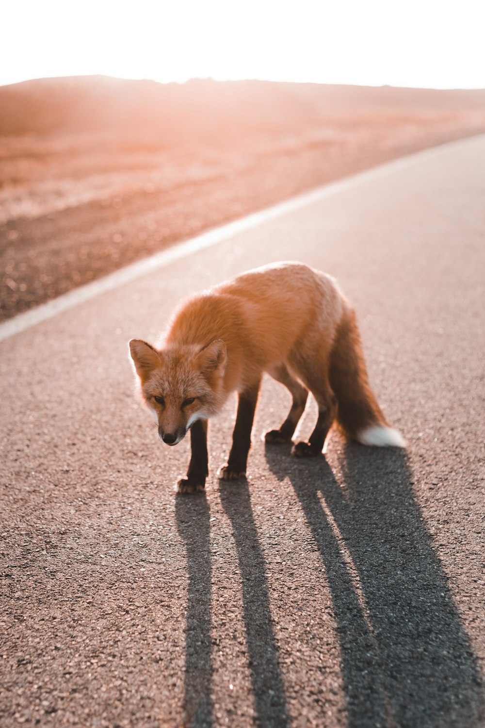 a small fox standing on the side of a road
