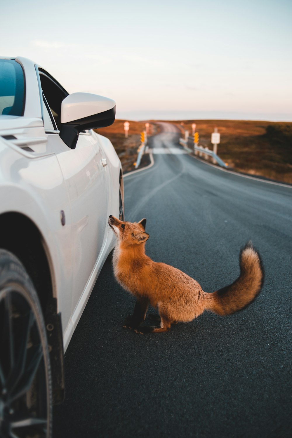 a red fox sitting on the side of a road next to a white car