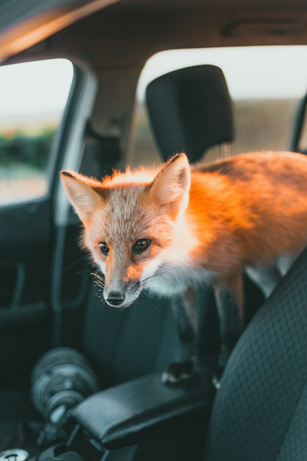 キツネが車の後部座席に座っている