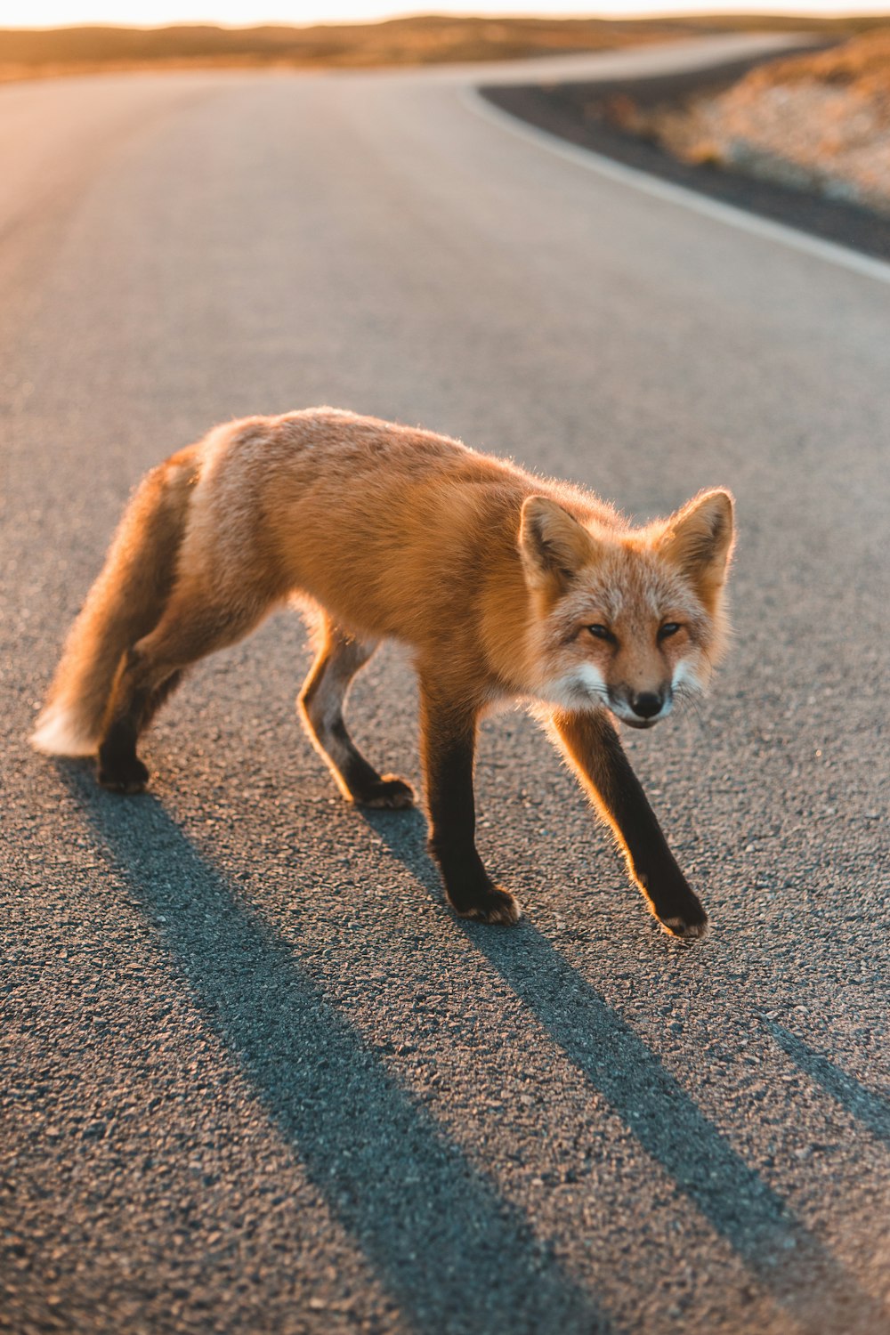 a red fox walking across a street next to a road