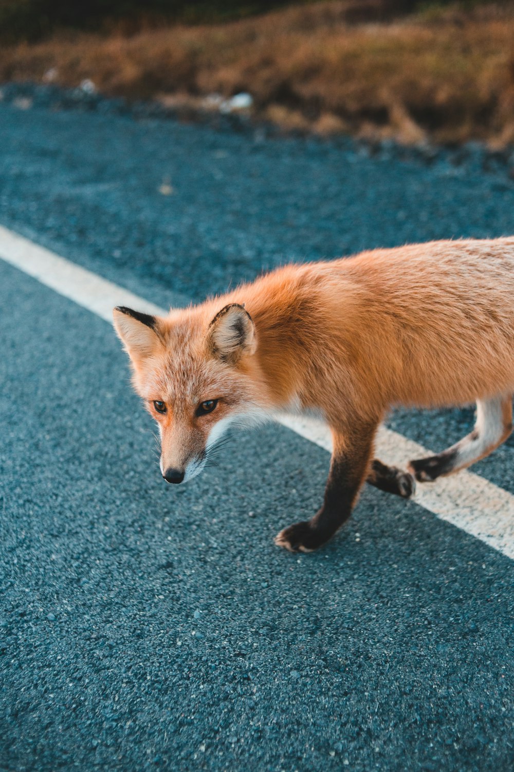 a red fox walking across a street next to a white line