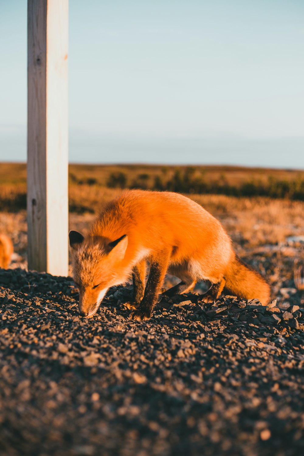 Un renard roux mange quelque chose par terre