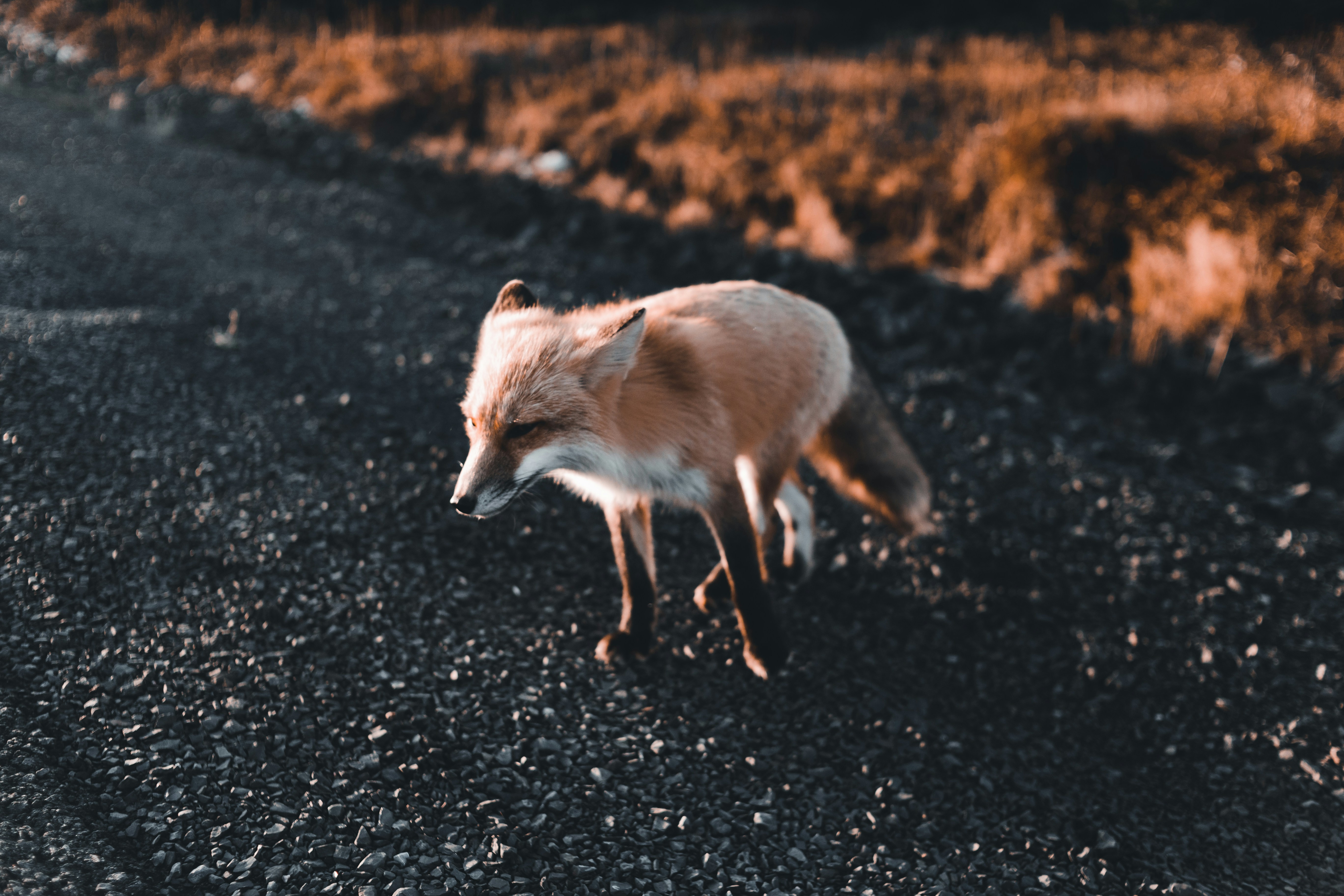 Uma raposa vermelha andando por uma estrada de cascalho foto – Imagem  grátis sobre Animal na Unsplash, image size:3000x2000