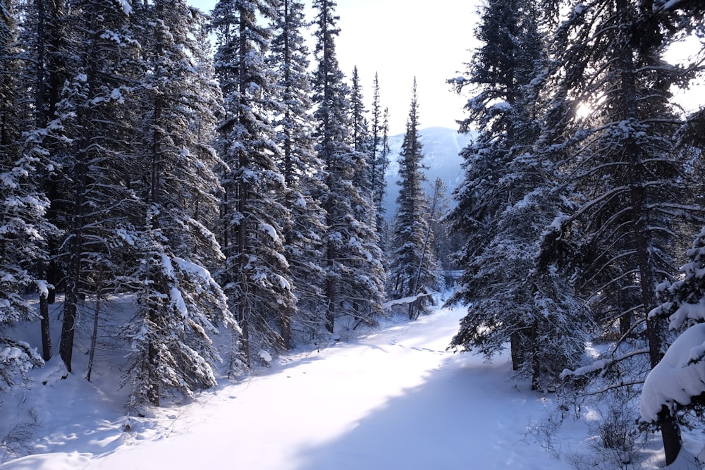 a snow covered forest filled with lots of trees