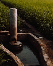 An irrigation system with a concrete water channel and a vertical pipe is set amid a lush, green field of rice plants. The sunlight casts warm tones over the vegetation.