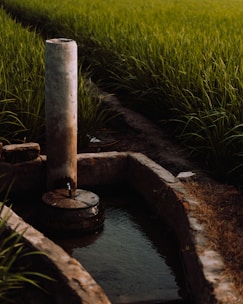 An irrigation system with a concrete water channel and a vertical pipe is set amid a lush, green field of rice plants. The sunlight casts warm tones over the vegetation.