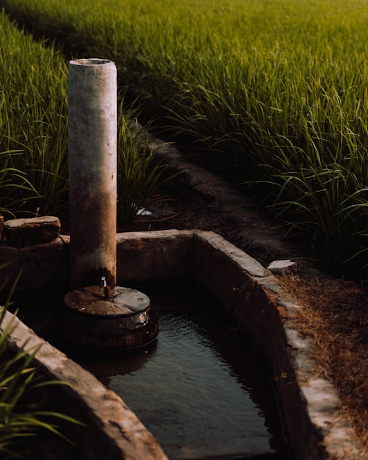 Close-up of a green drip irrigation hose laid out in a sunlit agricultural field.
