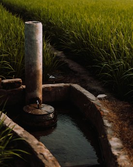 An irrigation system with a concrete water channel and a vertical pipe is set amid a lush, green field of rice plants. The sunlight casts warm tones over the vegetation.