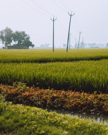 a field of grass with power lines in the background