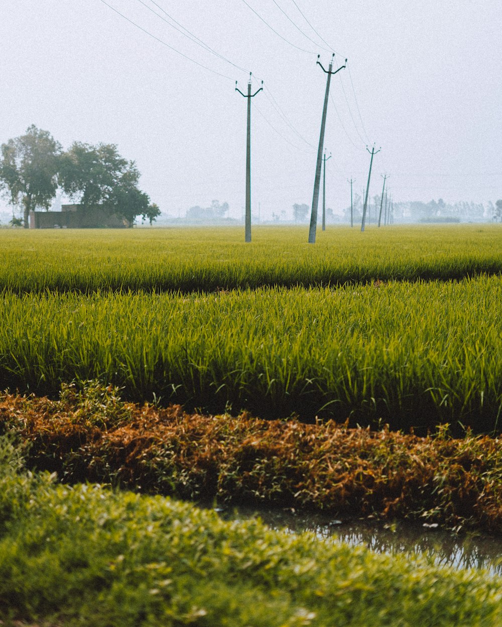 a field of grass with power lines in the background