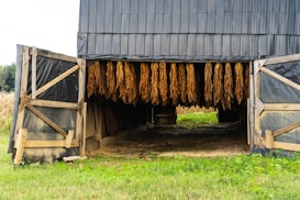 An open barn structure with large tobacco leaves hanging inside, ready for drying. The barn's wooden doors are opened wide, allowing a view of the orderly rows of leaves. The surrounding area includes a green grassy field.