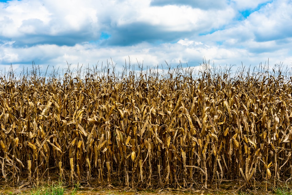 a large field of corn under a cloudy blue sky