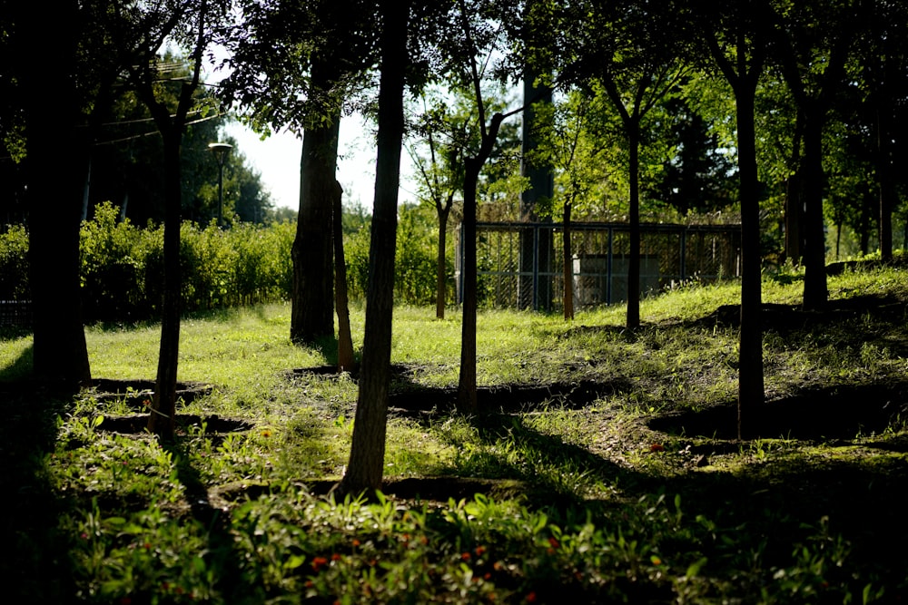 a grassy field with trees and a fence in the background