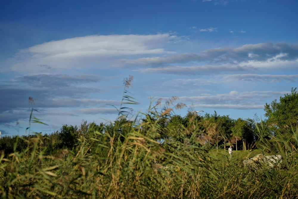 a cow standing in the middle of a lush green field