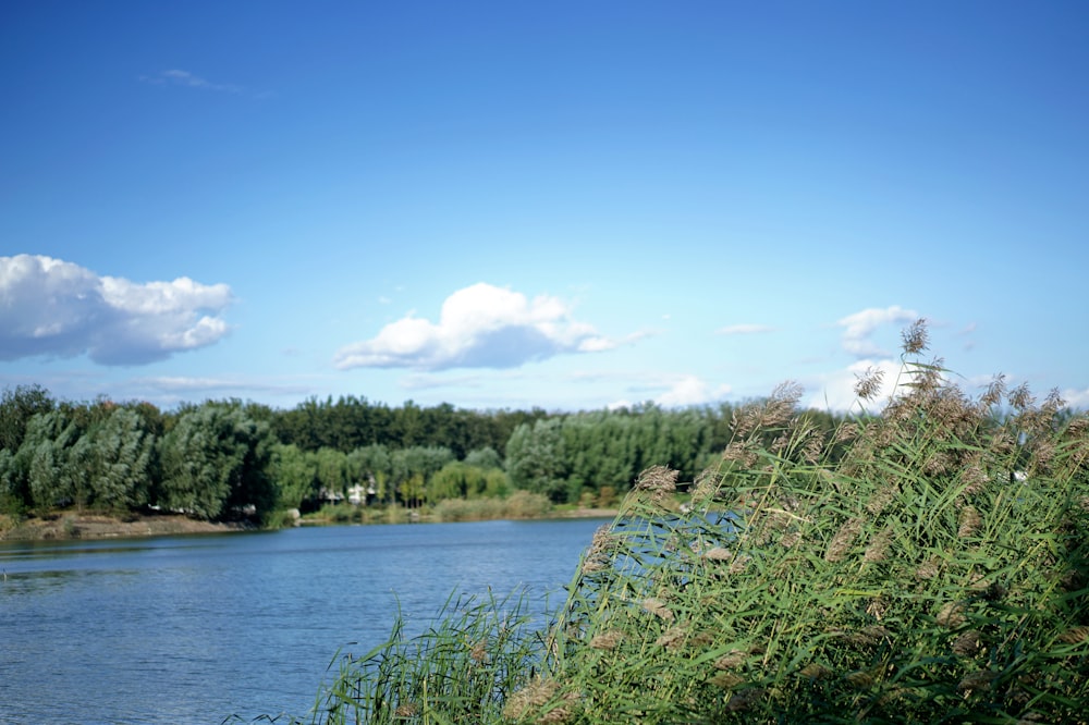 a body of water with trees in the background