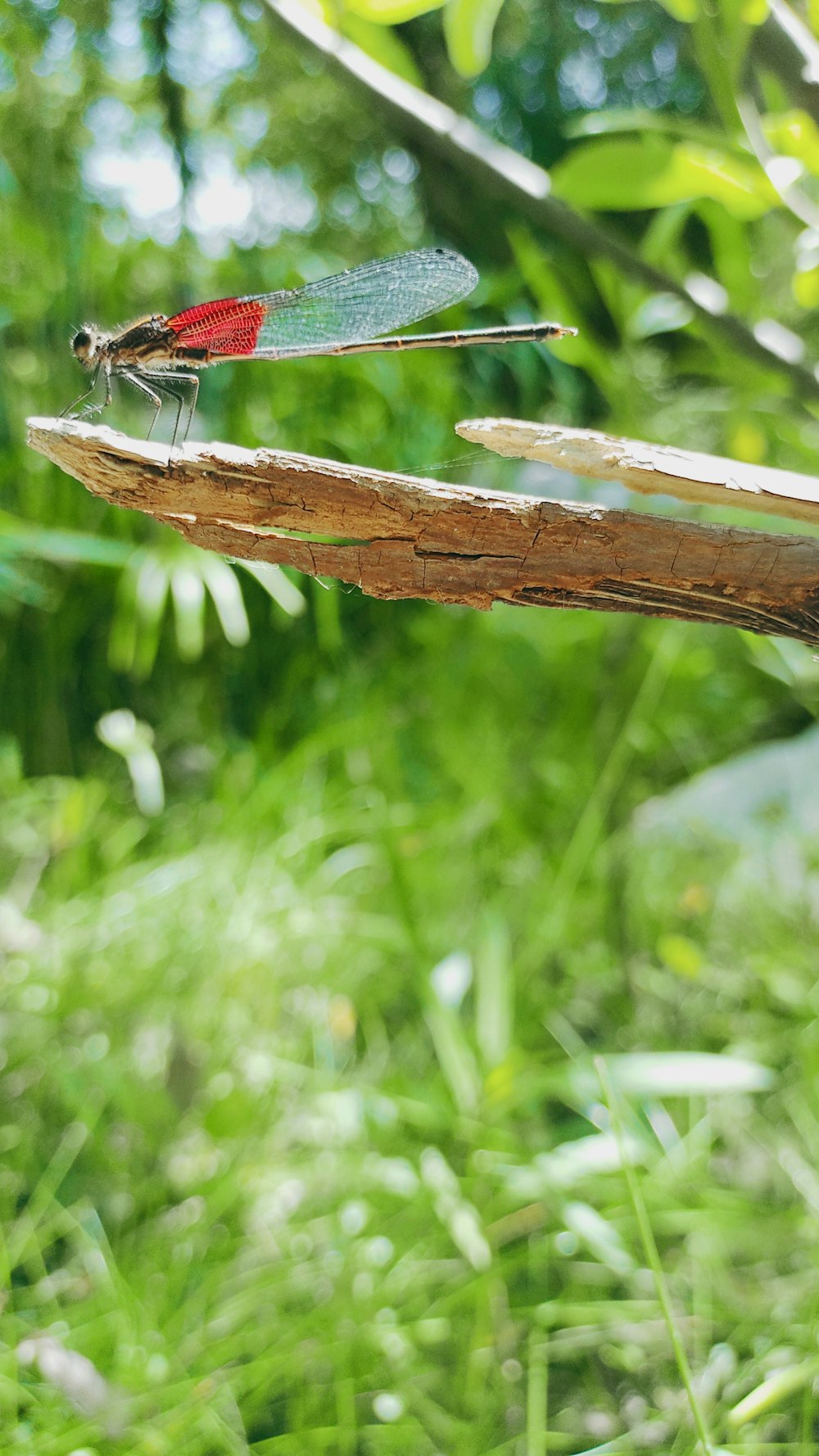 a red and black dragonfly sitting on a piece of wood