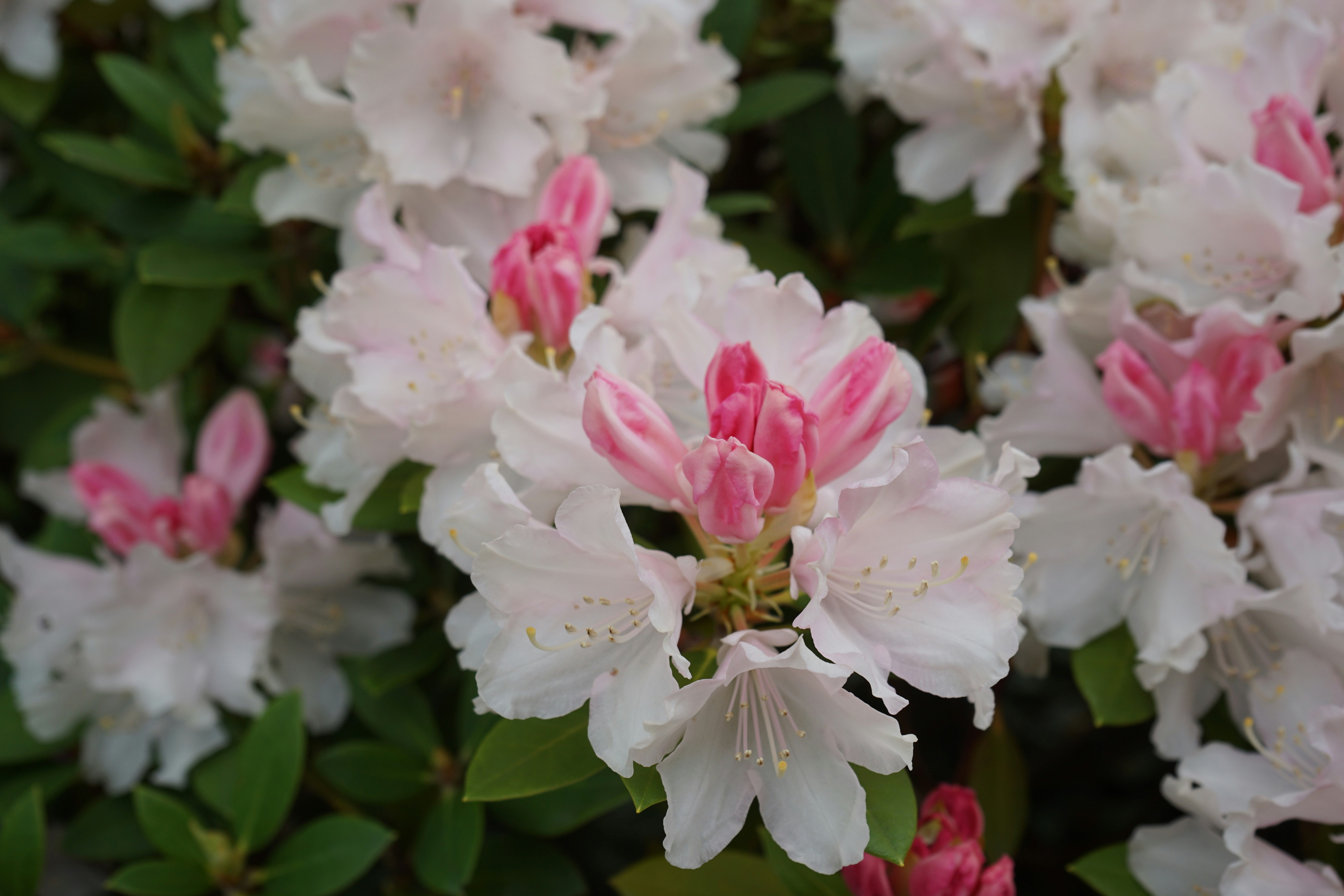 Photo by denisseleon