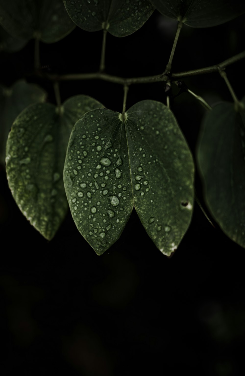 a green leaf with drops of water on it