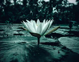A tranquil lotus flower floating in a softly lit water basin surrounded by candles.