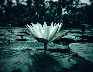 A serene white lotus floating on calm water under soft morning light, symbolizing purity and spiritual awakening