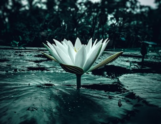 A vibrant lotus flower floating gently on a reflective water surface, symbolizing purity and peace.