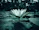 A serene lotus flower resting on still water under a crescent moon.
