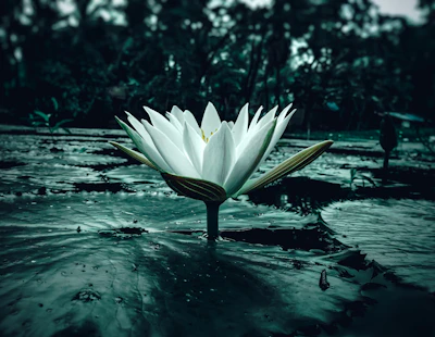 A tranquil lotus flower floating in a softly lit water basin surrounded by candles.