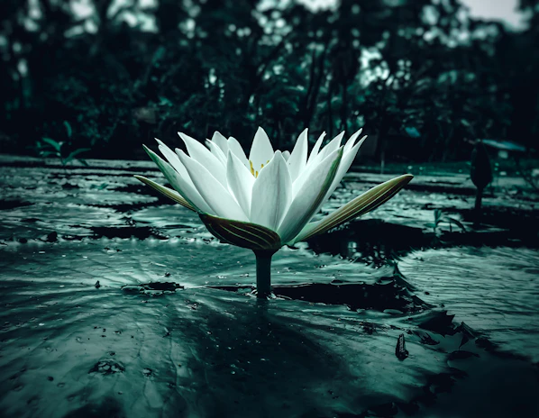 A peaceful lotus flower floating gently on still water surrounded by lush green leaves.