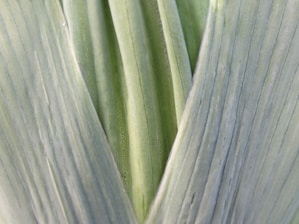 Close-up of traditional Slovak symbols of peace and community, like linden leaves and folk patterns.