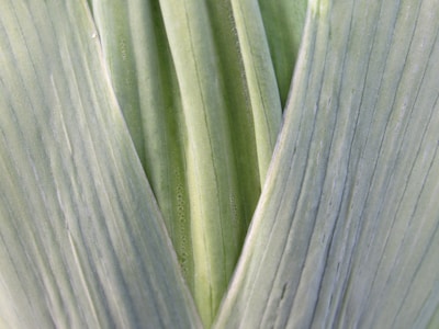 Close-up of traditional Slovak symbols of peace and community, like linden leaves and folk patterns.