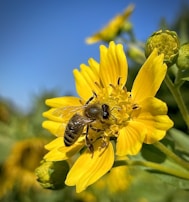 Close-up of a bee perched on a bright yellow flower, busy at work.
