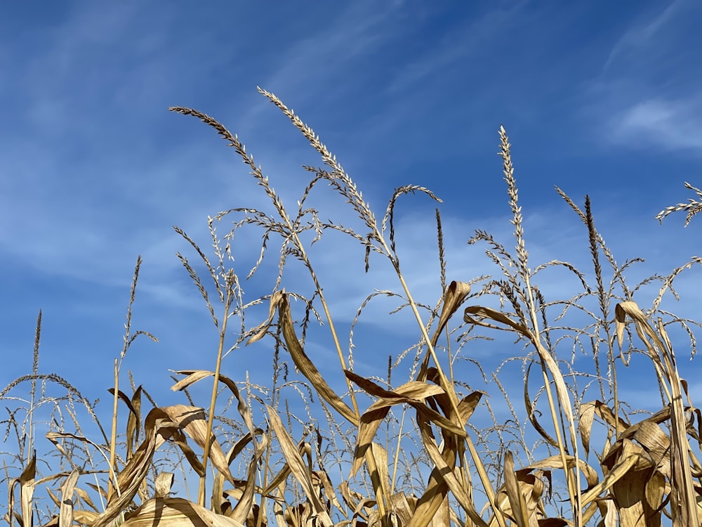 a field of corn with a blue sky in the background