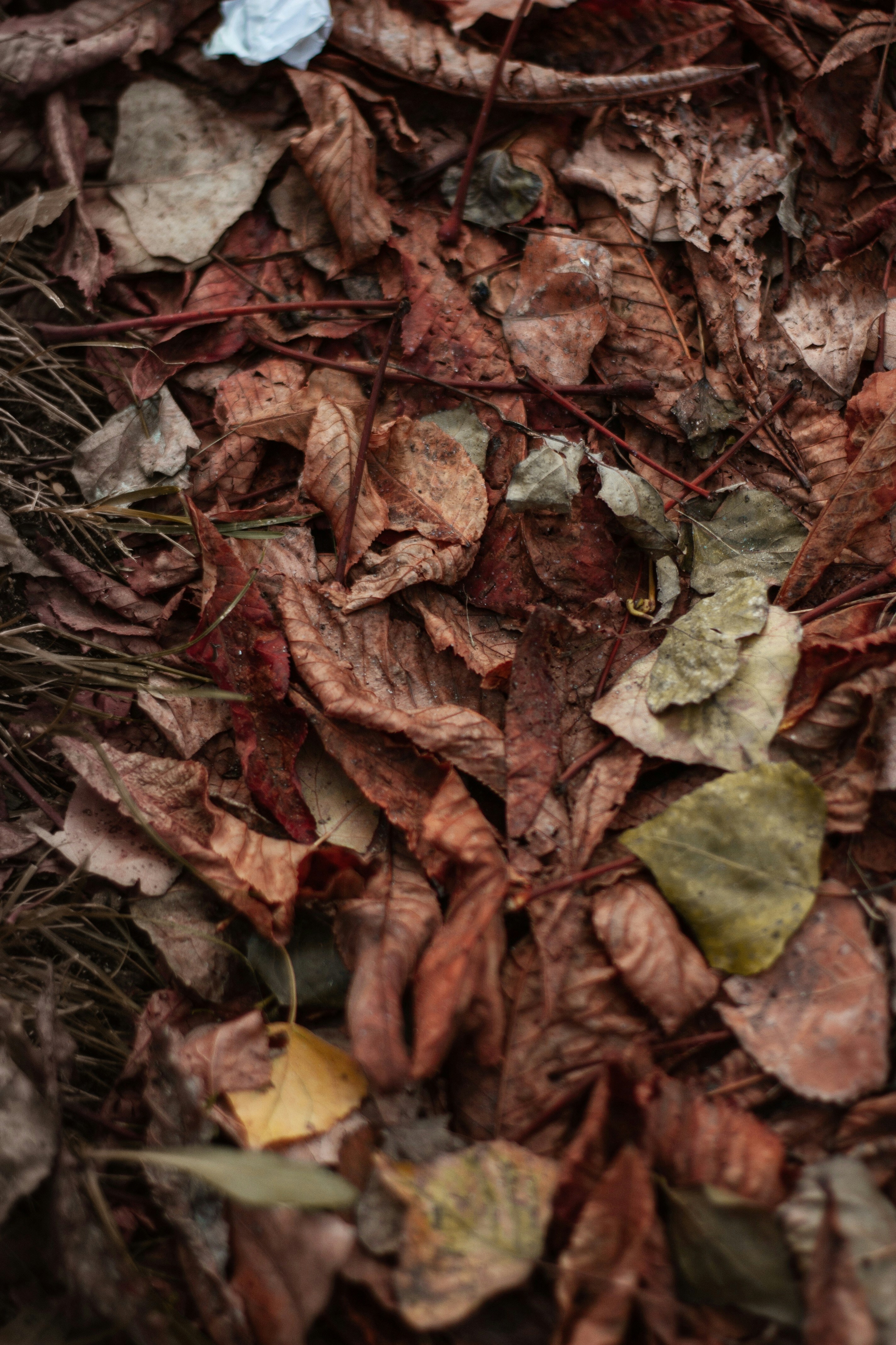 Photo by svitlana_rusak