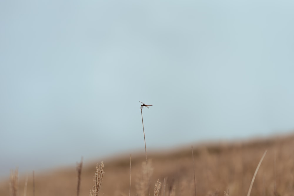 a small bird sitting on top of a dry grass field