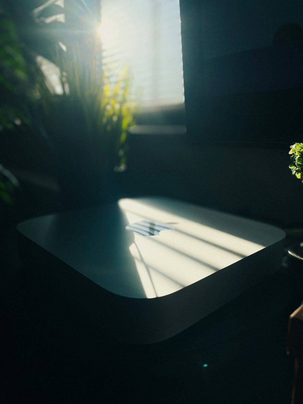 a plant is sitting on a table in a dark room