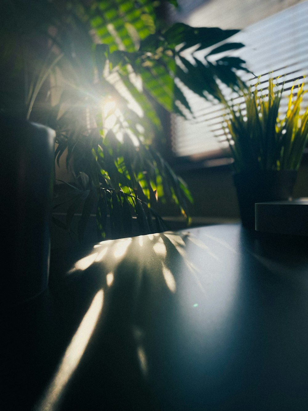 a table with a potted plant on top of it