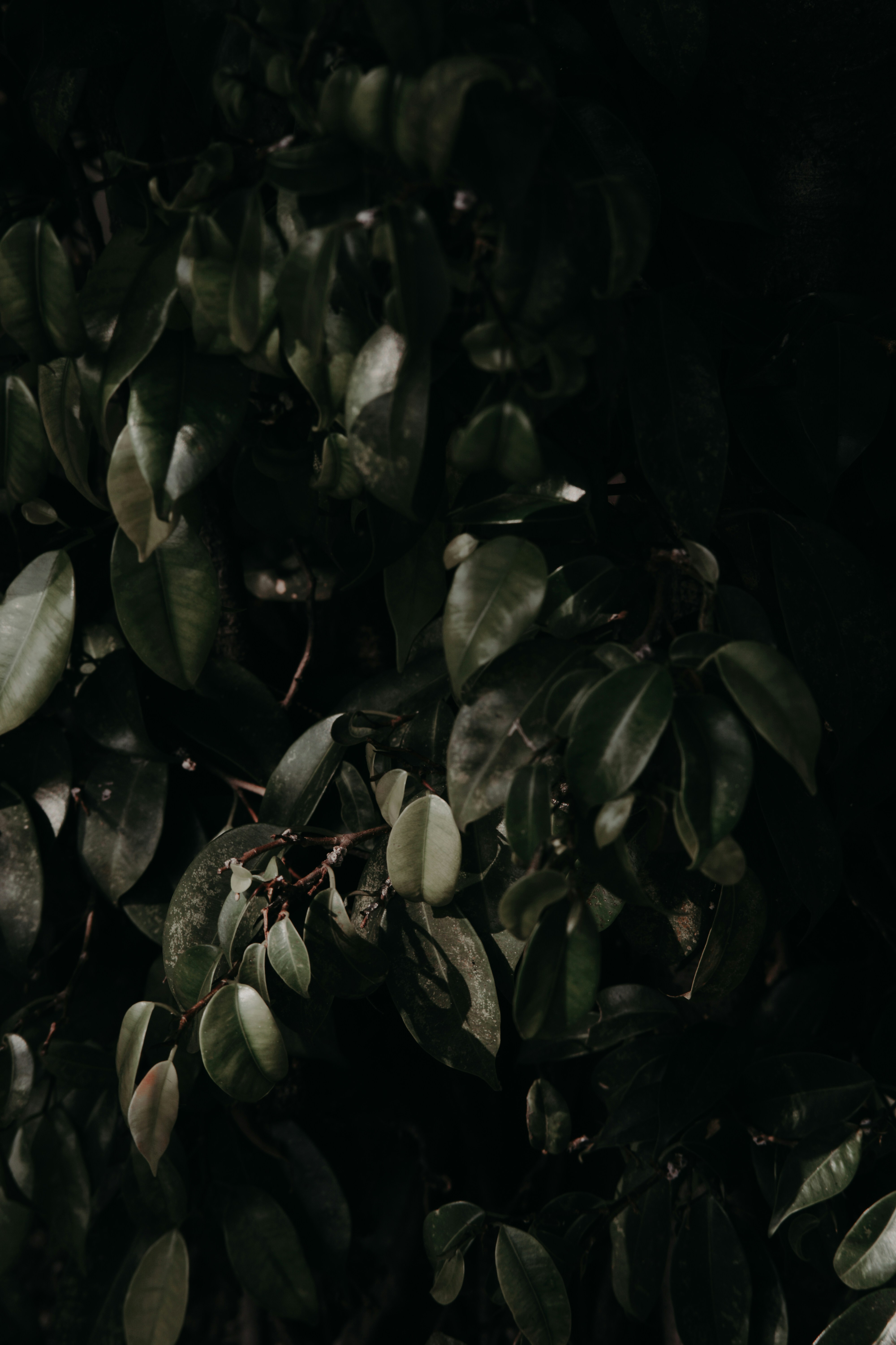 Photo by lazy_gallery