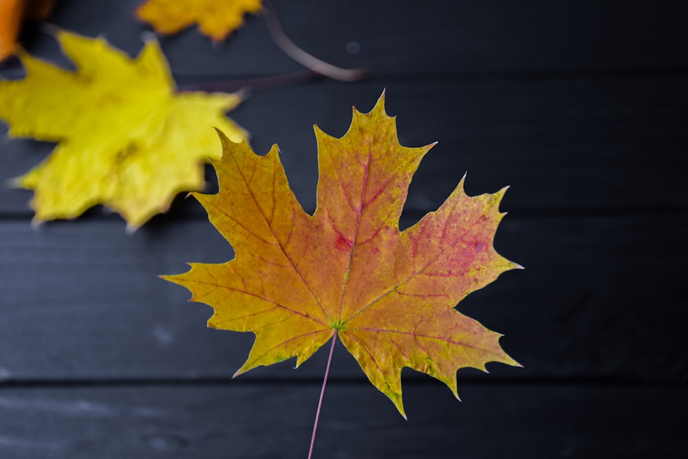 a yellow and red maple leaf laying on a table