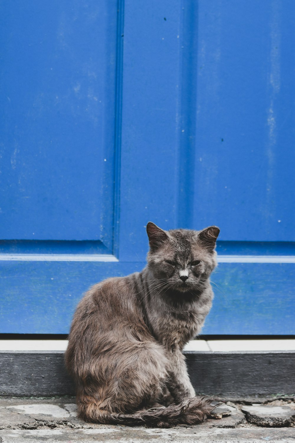 a cat sitting in front of a blue door