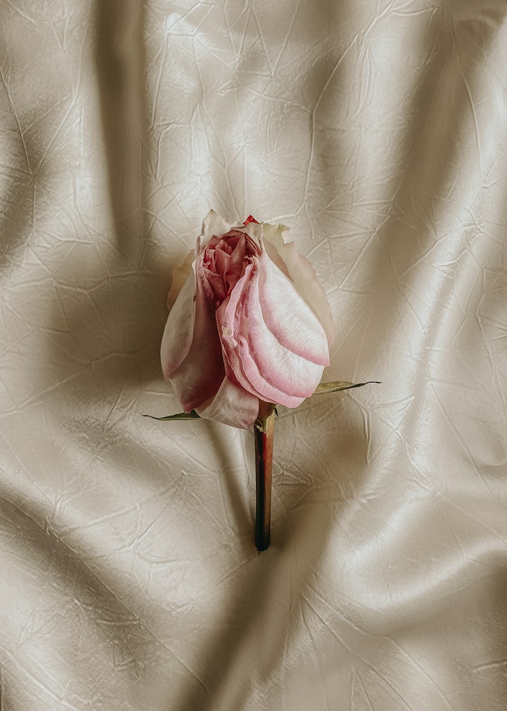 a single pink flower on a white cloth