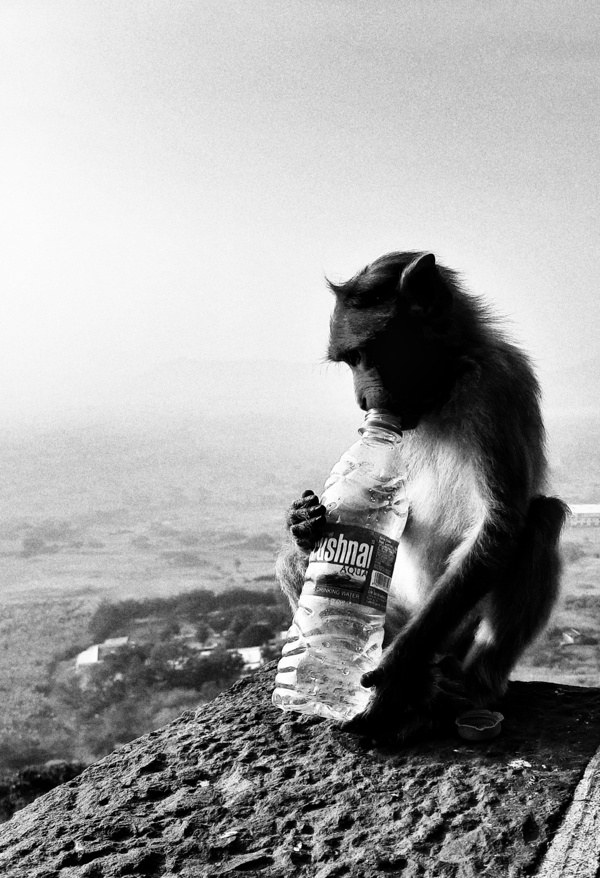 a monkey sitting on top of a mountain holding a bottle of water